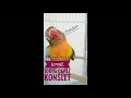 Terbukti Masteran Lovebird Untuk Setingan Konslet Mp3 - Mp4 Download