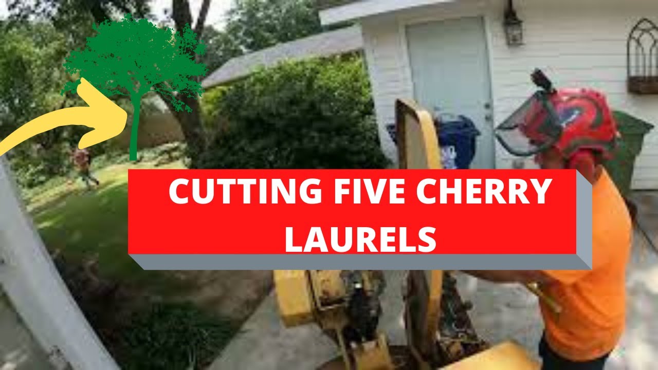 Rayco Rg50 Stump Grinder Removing Five Cherry Laurels Stumps - YouTube