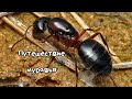 Путешествие муравья 🐜