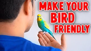 5 Ways to Make Your Bird More Friendly
