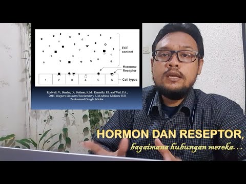 Video: Untuk reseptor hormon mana yang ada di sitoplasma?