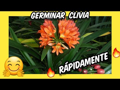 Video: Germinación de semillas de Clivia para plantar - Consejos para cultivar Clivia por semilla