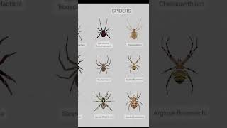 Types of spiders part 6 #shorts #scary #spiders
