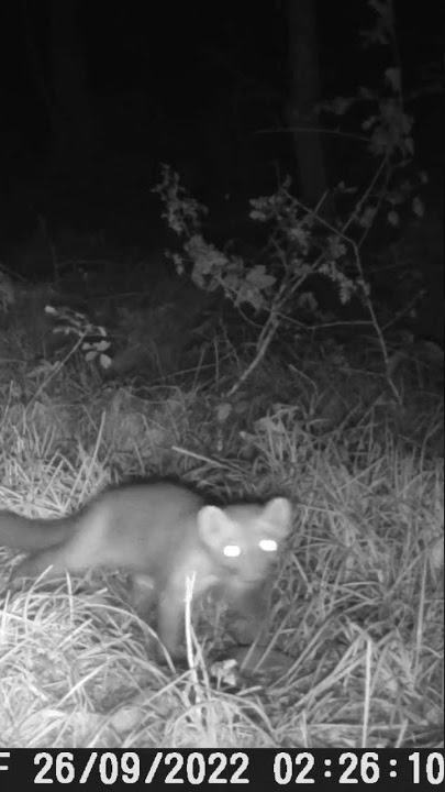 Beech marten - Faina - Lunigiana