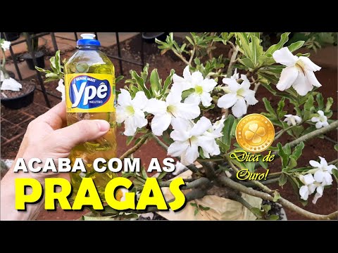 Vídeo: Problemas com nematóides da malva-rosa - Os nematóides afetam as plantas da malva-rosa