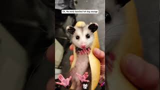 From Fierce to Family ❤️ My New Baby Opossum!#rescue #fyp #animals#OpossumLove #RescueStory