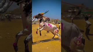 पसतल शठ दकरपणआमचकठ लगड