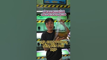 Dòng cá lóc lạnh rẻ nhất mà rất đẹp, nên trải nghiệm (Vây xanh Ninh Bình)| Cá cảnh An An #cacanhanan