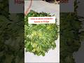 How to store coriander in fridge 15-20 days | keep fresh coriander #healthykitchen #kitchen
