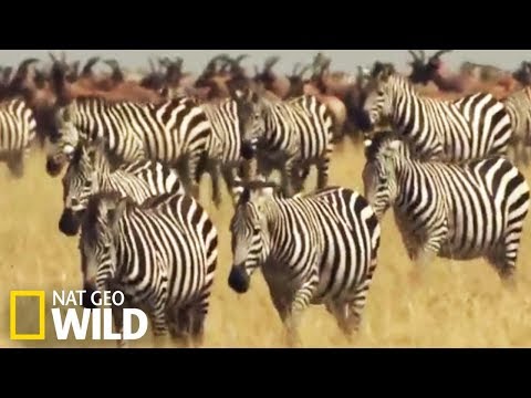 Vidéo: La grande migration des gnous et des zèbres