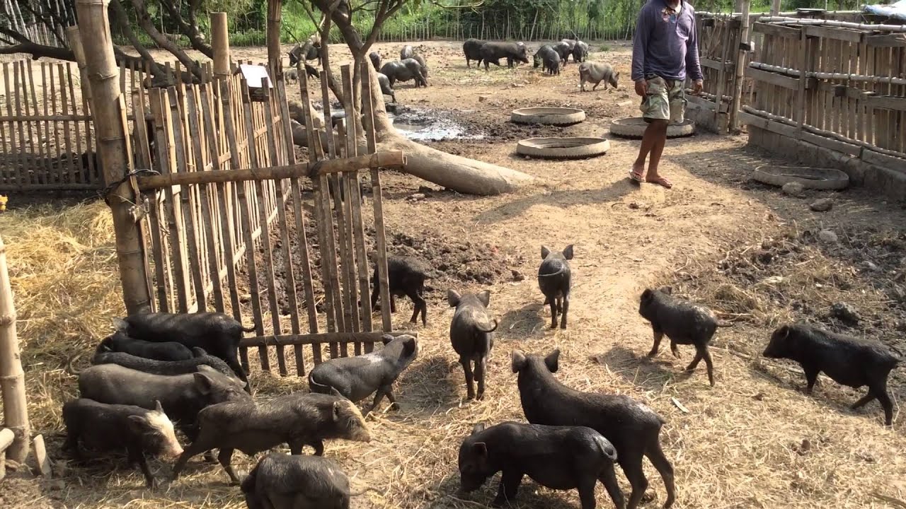 NATIVE PIGS INDUSTRY PHILIPPINES DEVELOPMENT PROGRAM YouTube