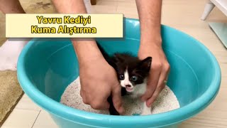 Kedi Kuma Nasıl Alıştırılır? Uygulamalı Eğitim Videosu