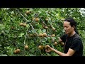 Zon Using Wild Pears To Make Traditional Delicious Dishes Zon Using Wild Pears To Make Traditional Delicious Dishes