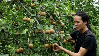 Download Lagu Zon Using wild pears to make traditional delicious dishes . MP3 Download Lagu Zon Using wild pears to make traditional delicious dishes . MP3