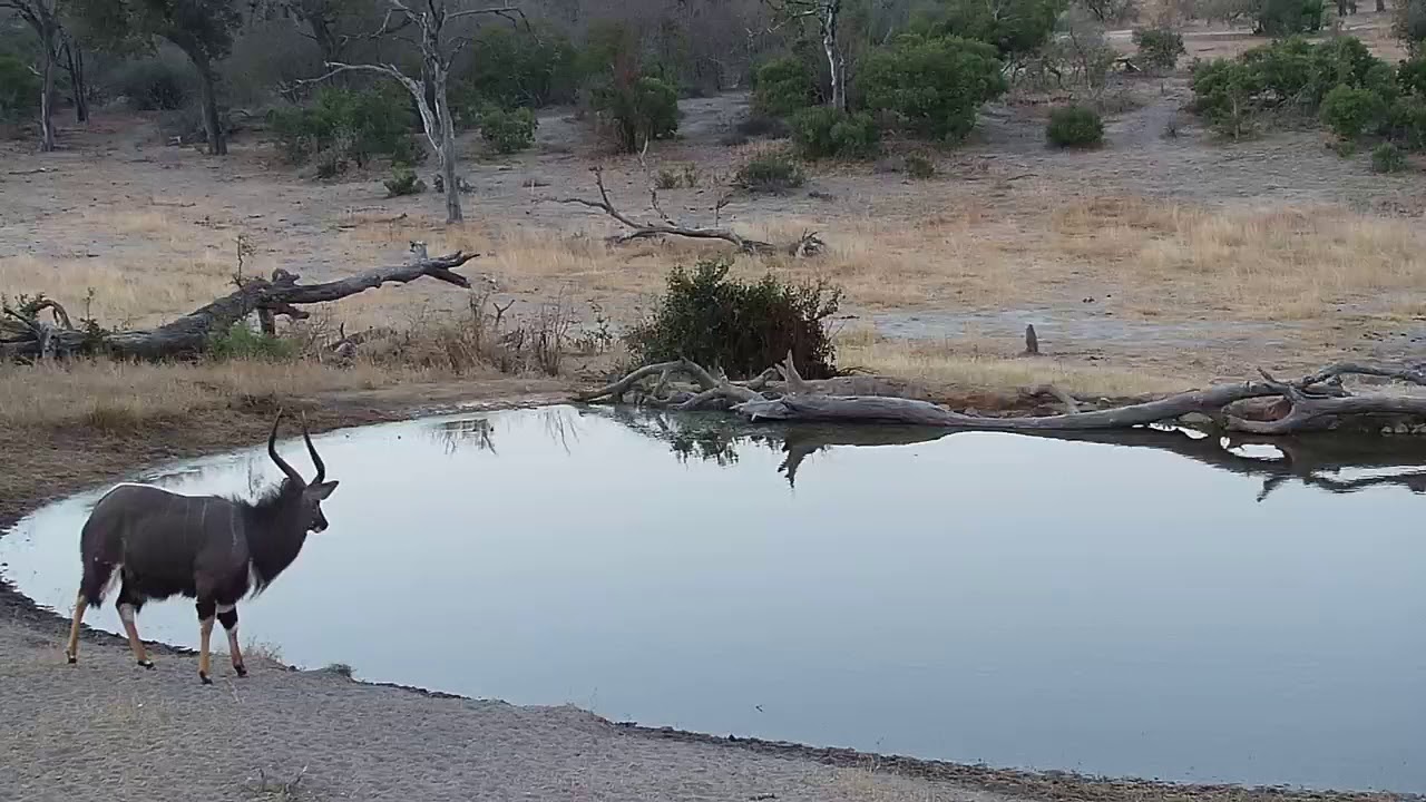 camera iphone 8 plus apk Djuma: Nyala bull - 17:26 - 07/31/19