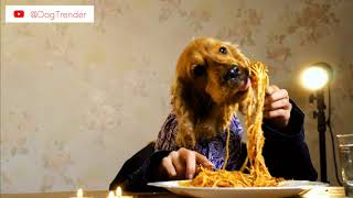 Dogs Eating With Human Hands HILARIOUS by Dog Trender 8,786 views 5 years ago 55 seconds