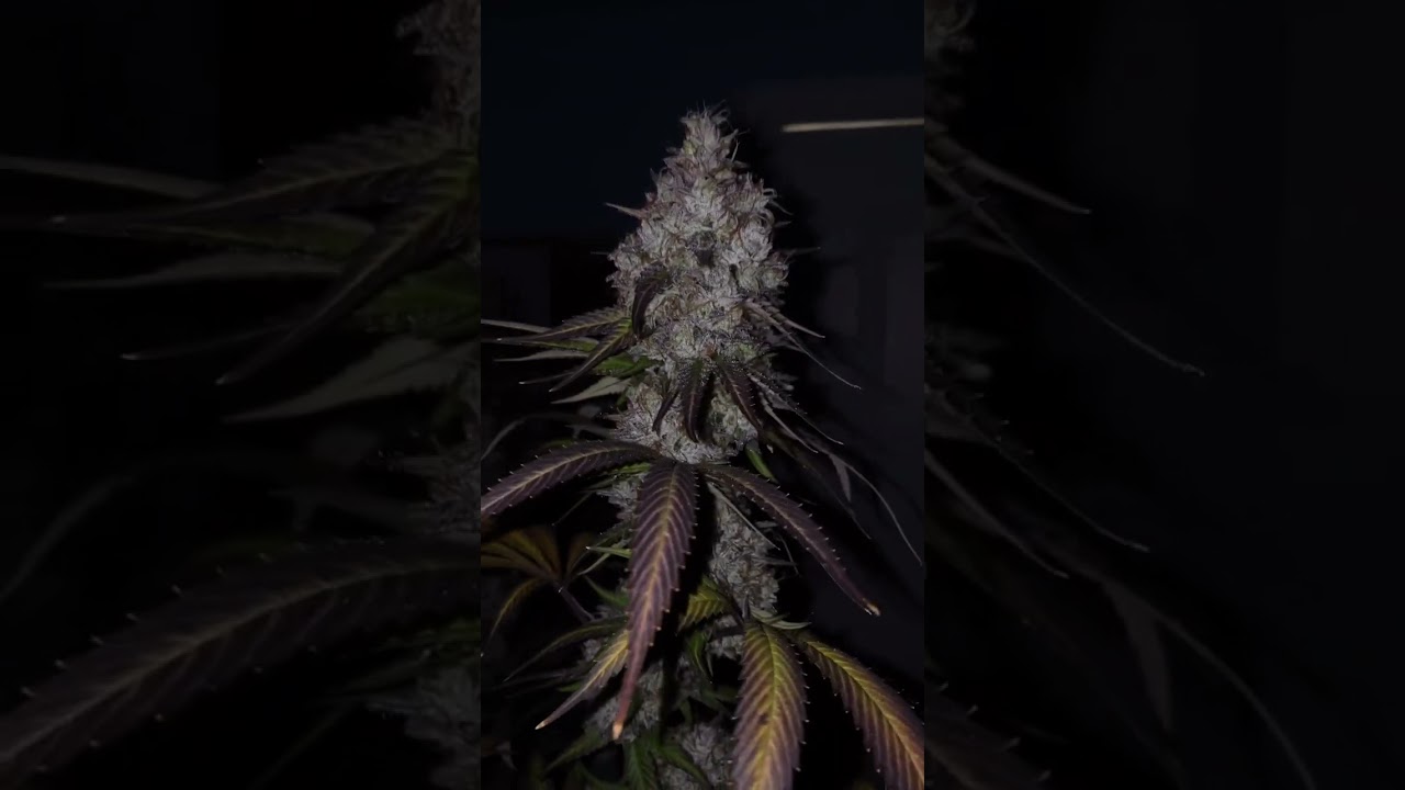 Grow Big Huge Colas like 