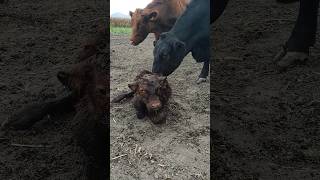 ¡¡ANIMALAZO ANGUS ROJO QUE NACIÓ HOY!!