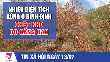 Tin xã hội: Nhiều diện tích rừng ở Bình Định chết khô do nắng hạn - VNEWS
