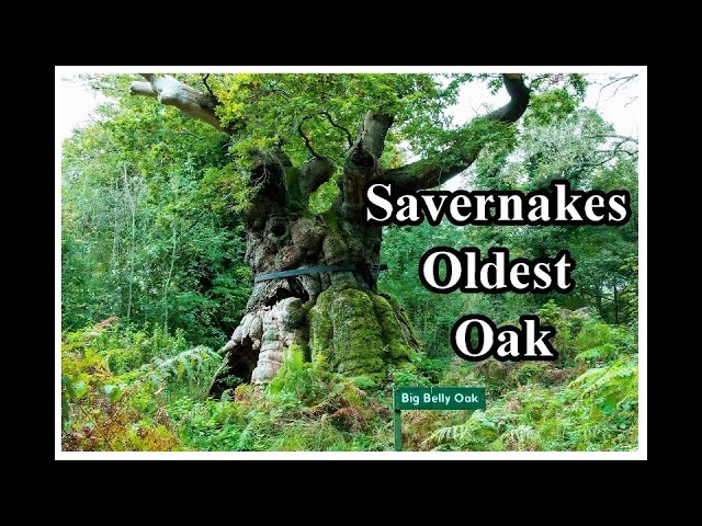 big old oak tree