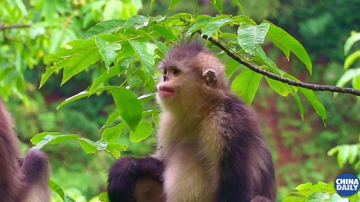 Yunnan snub-nosed monkey receives a warm welcome - DayDayNews