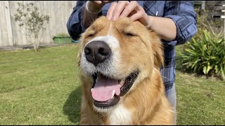 Brushing my dog with 3 different brushes (sounds for ASMR)