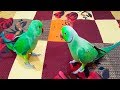 Mitthu Talking With Baby Ringneck Parrot In Urdu/Hindi