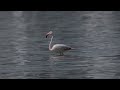 Голос Розового фламинго (Greater flamingo, Phoenicopterus roseus)