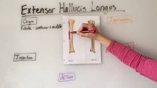 Extensor Hallucis Longus Muscle Anatomy