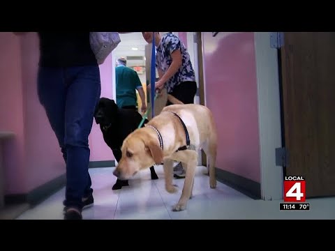 Dog owner warns of giving human medications to pets