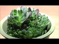 多肉植物図鑑 ロスラリア属「プラティフィラ」Succulent plants