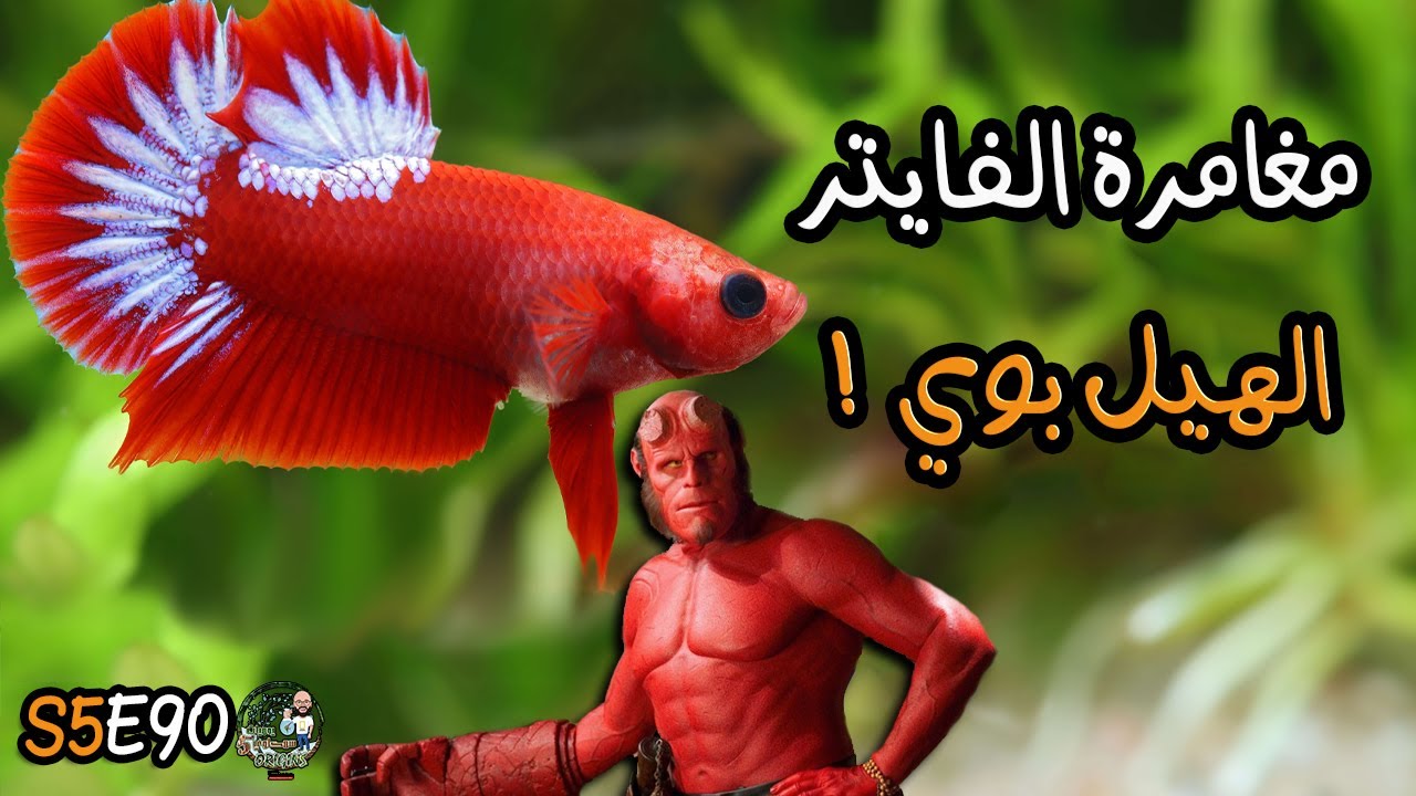 S5E90 - مغامرة الفايتر الهيل بوي !