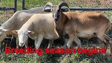 A new breeding season has begun