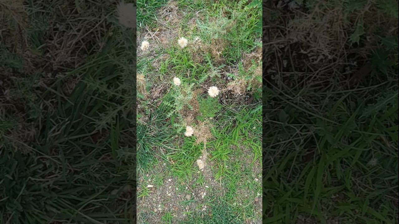 Echinops Echinatus Plant Variety From India 