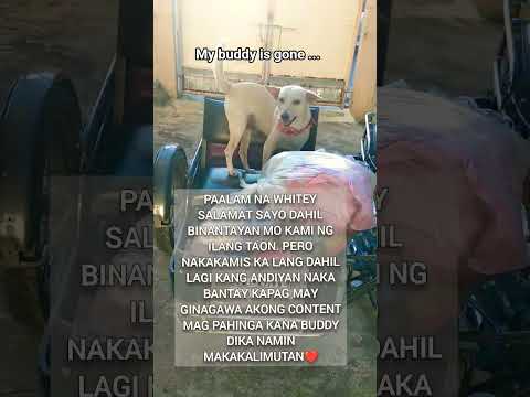 Doglife Dog Shortvideo Rip 