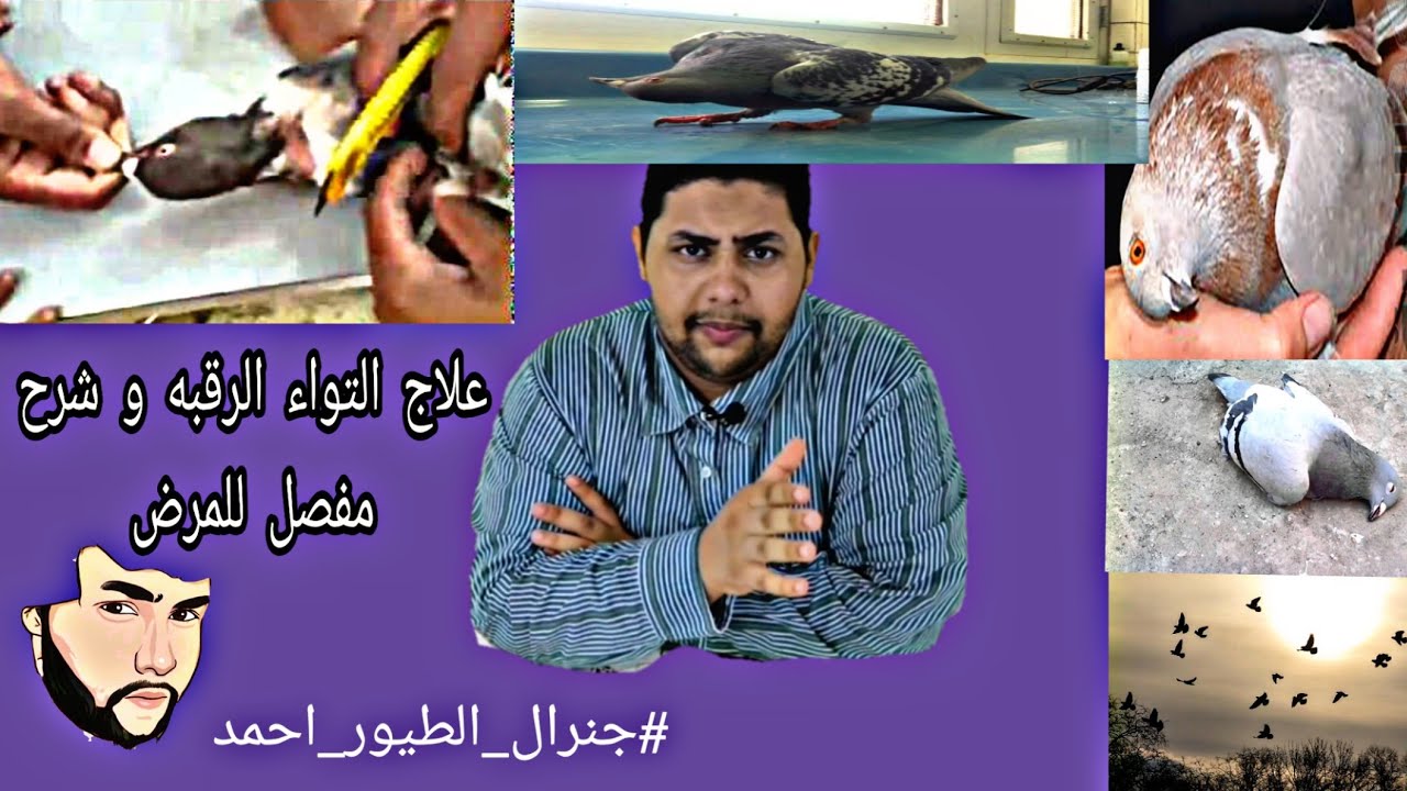 علاج التواء الرقبه و الصرع و شرح مفصل على المرض مع #جنرال_الطيور_احمد #هواة_الحمام_و_الدجاج