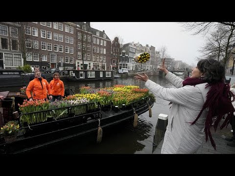 Vidéo: Terre des tulipes - les Pays-Bas. Pays des tulipes en Europe