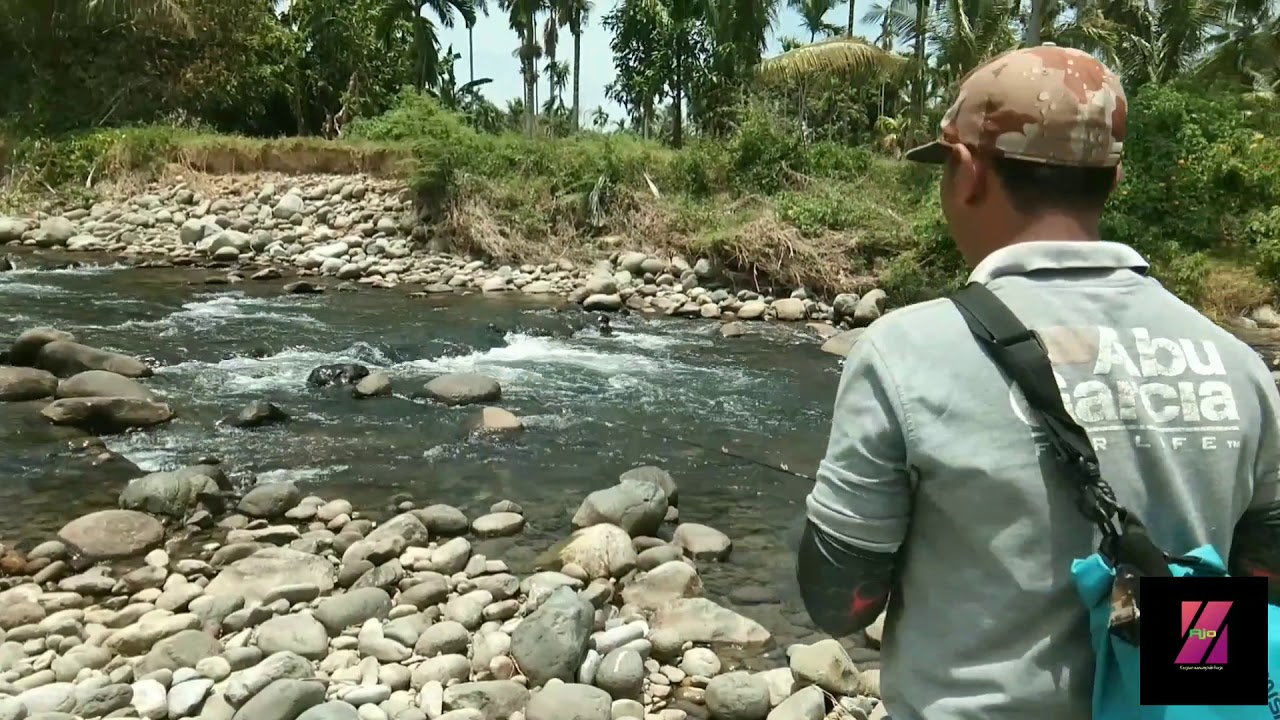 Casting ikan gariang sang predator sungai air deras Sumatra Barat Indonesia