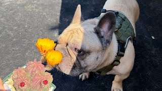 BB 8-year-old French Bulldog's 1st time boarding at Win Win Pet Sitters 6/17-7/12