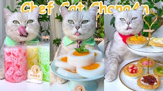 Best Of Chef Cat ChangAn Tiktok Compilation | Cat Cooking Food | Cute Cat Videos
