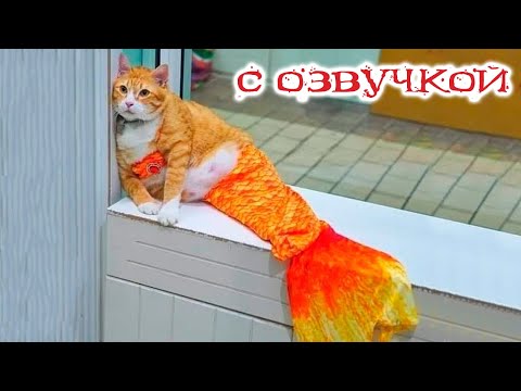 Приколы с котами! - С ОЗВУЧКОЙ! Самые Смешные КОТЫ! Смешные животные! ДО СЛЁЗ!