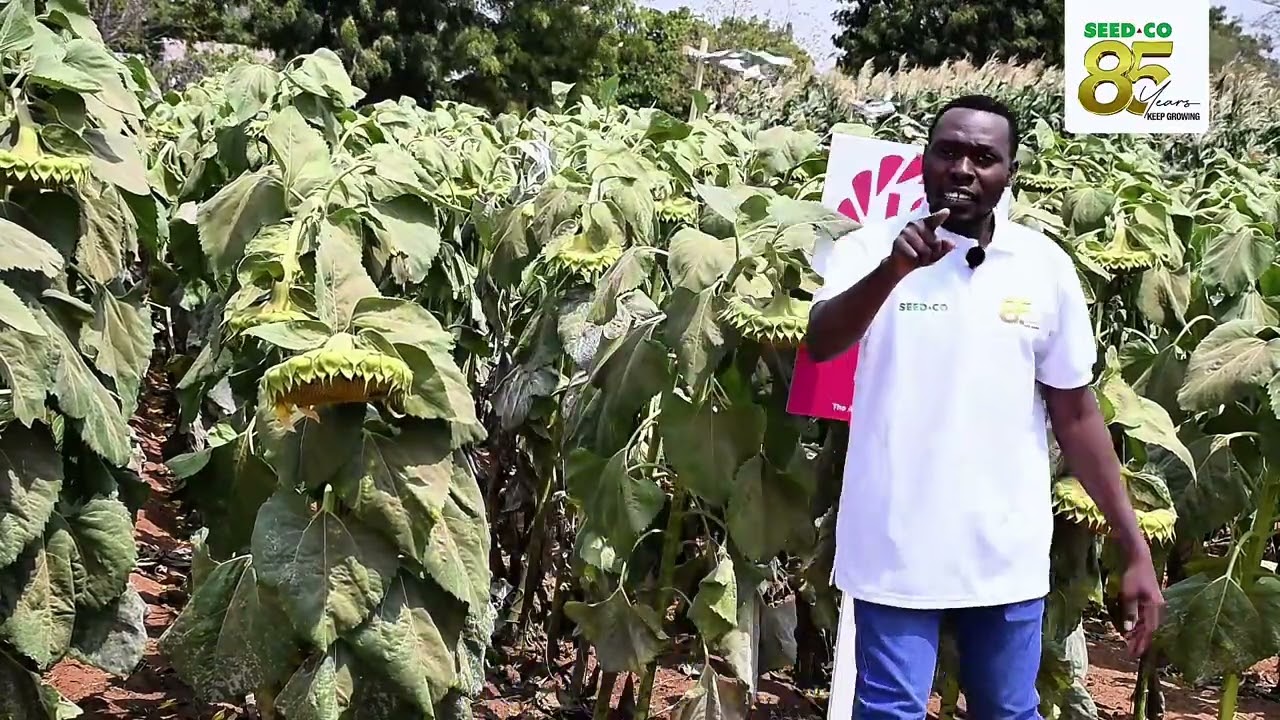 IJUE MBEGU YA ALIZETI LG50745 TOKA SEEDCO