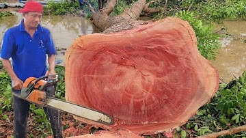 Vua Khỉ Miền Tây Cưa 2 Cây Xà Cừ Khủng Ở Thị Trấn Cái Bè