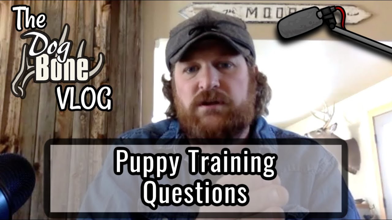 Puppy Training Questions The DogBone VLOG Ep 10 YouTube