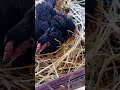 Aseel chicks  #aseelfarming#short  #birds