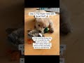 #PuppyTraining #SeparationAnxiety #DogMomLife#DogDadLife #betterwild|