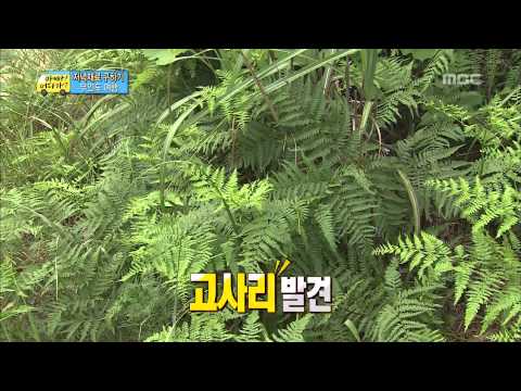 오늘의 저녁재료, 칡, 고사리순 찾는 아빠들, #04,  일밤 20130825