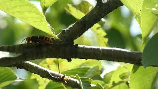 Japan’s European Hornet Selfgrooming in Cherry Tree