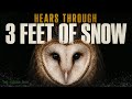 This Owl's Hearing is Absolutely Insane