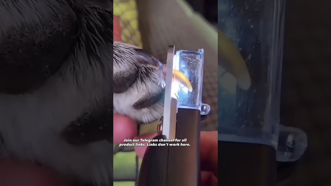 Pet Nail Clipper with LED Light 🐾 Safe, Precise & Easy Grooming 